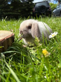 Królik miniaturowy mini lop seal point - 5