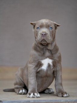 Bandog šteniatka - 5
