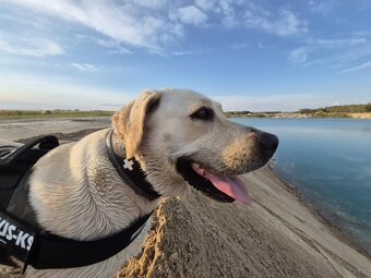 Szczeniak labrador/golden retriever - 5