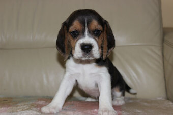 Beagle szczeniaczki ZKwP FCI po Championie - 5