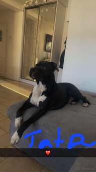 Szczeniak rasy Amstaff - 5