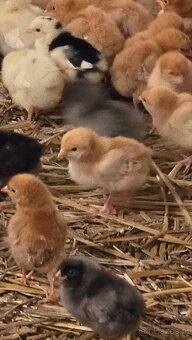 Kury z jajkiem Rossa - 5