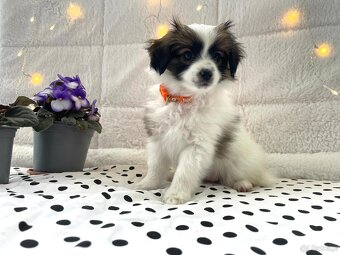 spaniel kontynentalny miniaturowy, phalene, nie papillon - 5