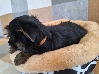 Piesek York Black Tan - 5