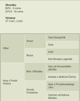 Západosibiřská lajka - 5