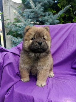 Wzorcowe Chow Chow Czał Czał rodzice FCI - 5