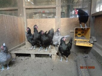 La Fleche-jaja legowe - 5