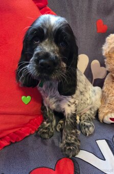 Coker Spaniel Angielski - 5