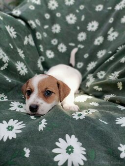 Jack Russell terrier JRT rodzice FCI - 5