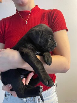 Szczenięta Cane Corso z FCI - 5