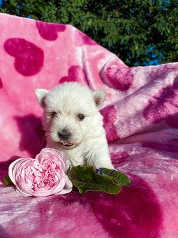 Wzorcowa suczka West highland white terrier ojciec FCI - 5