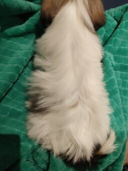Shih tzu suczka - 5