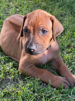 Rhodesian Ridgeback s pp - 5
