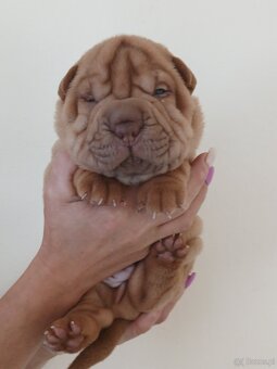 Sharpei, šarpej stěně s PP - 5