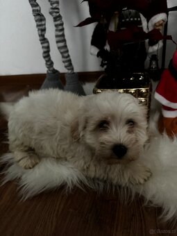 Szczeniaki – mix West Highland White - 5