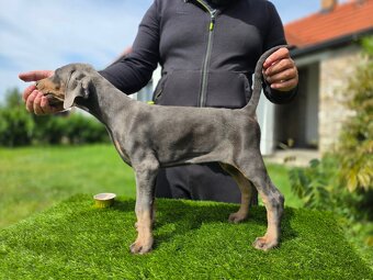 NIEBIESKIE KOPIOWANE SZCZENIĘTA DOBERMANA Z RODOWODEM FCI - 5