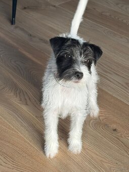 Parson Russell terrier piesek rodowodowy FCI - 5