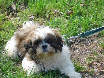 Sunia shih tzu Bibi - 5