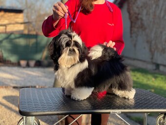 Shih Tzu PP ( shihtzu, sicu) - 5