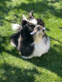 Shih Tzu PP ( shihtzu, sicu) - 5