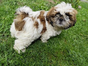 Psy rasy shih-tzu - 5