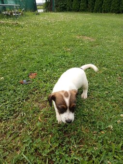 Jack Russell terrier - 5