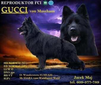 Owczarek niemiecki długowłosy FCI - 5
