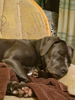 Cane Corso suka 14 miesięcy - 5