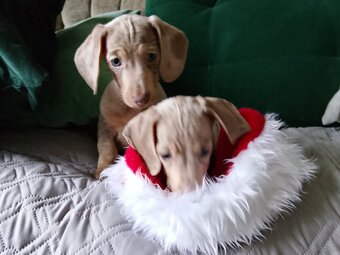 Jamnik miniaturka merle izabell lub gładki izabell - 5