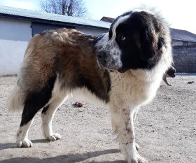 Moskiewski pies stróżujący - 5