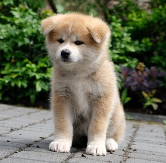 Akita Inu Akita japońska ZKWP FCI po Championie - 5