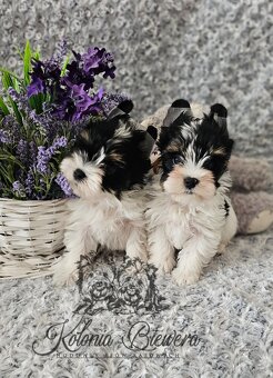 Yorkshire Terrier Biewer (TRICOLOR) piesek PASZPORT - 5