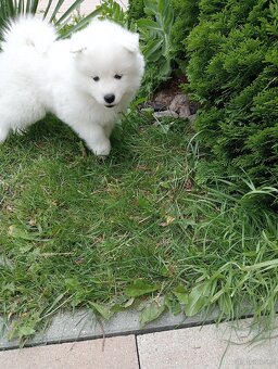 Samoyed szczenięta - 5