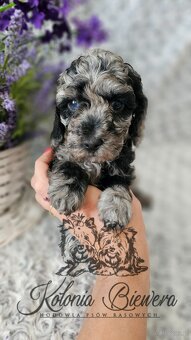 Pudel Toy/Miniaturowy Blue Merle adania Genetyczne Paszport - 5