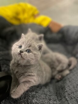 Kotki brytyjskie - 5