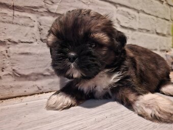 Sprzedam shith tzu - 5