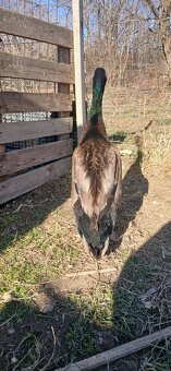 Biegusy indyjskie na slimaki - 5