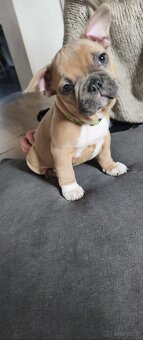 Buldogi francuskie - 5