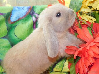Cudne baranki niebieskie mini lop - 5