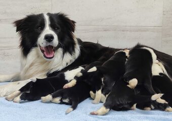 Cudowny Border Collie blue merle, pies z hodowli, pełna dok. - 5