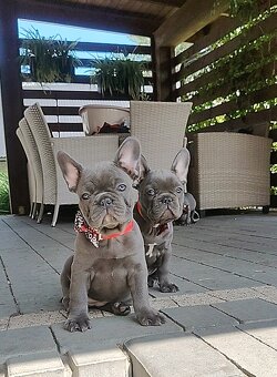 Buldog francuski BLUE niebieski szczeniak suczka suka - 5