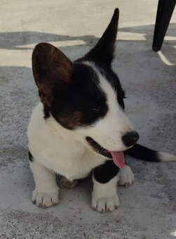 Welsh Corgi Cardigan szczenięta hodowla Rivulus FCI - 5