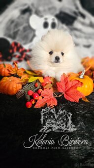 Szpic Miniaturowy/Pomeranian PASZPORT - 5