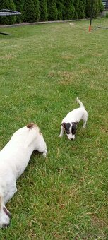 Jack Russell terrier - 5