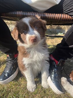 Szczeniaki border collie - 5