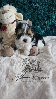 Yorkshire Terrier Biewer (TRICOLOR) piesek PASZPORT - 5
