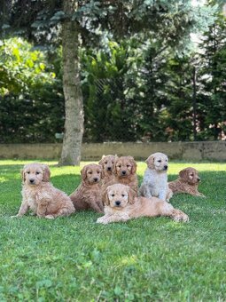 Goldendoodle mini Pudel & Golden retriever F1 Śliczna sunia - 5