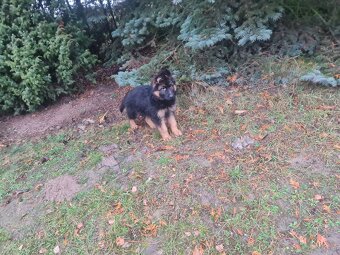 SZCZENIAK Owczarek niemiecki - 5