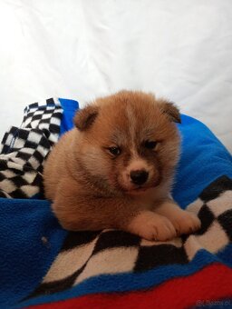 Akira Inu chłopiec - 5