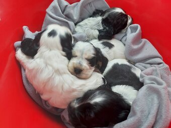 Cocker spaniel angielski - 5